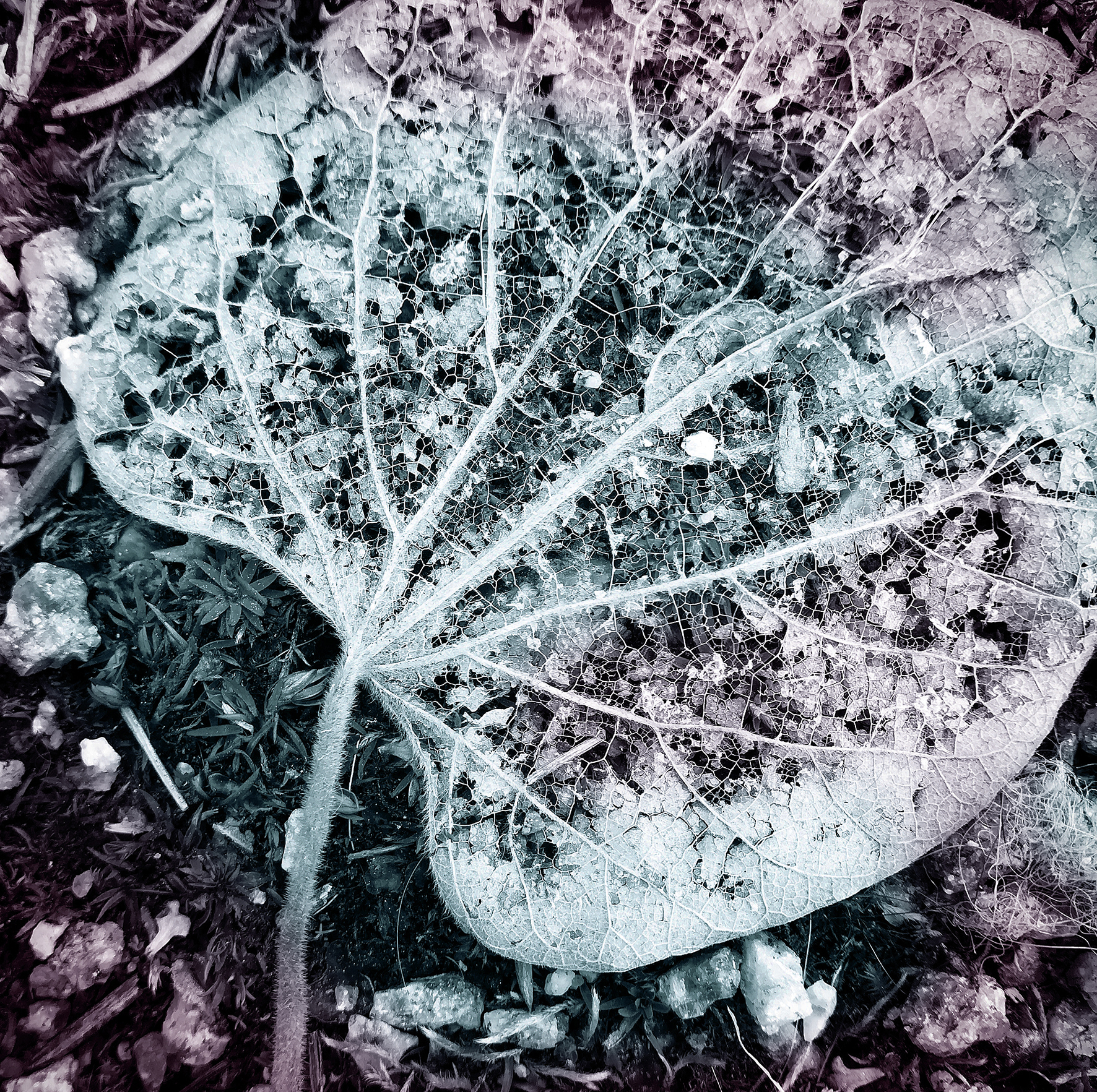 portfolio syksy ruska entropia lehtikuva